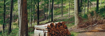 vitoligno-viessmann