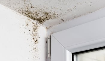 Muffa sui muri: rimedi definitivi