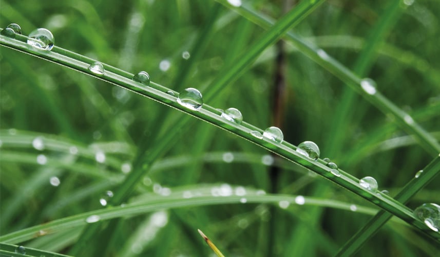 <span id="hs_cos_wrapper_name" class="hs_cos_wrapper hs_cos_wrapper_meta_field hs_cos_wrapper_type_text" style="" data-hs-cos-general-type="meta_field" data-hs-cos-type="text" >La tutela dell’ambiente entra nella Costituzione italiana</span>