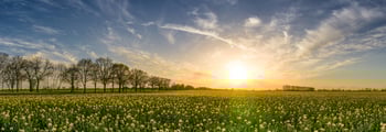 Come scegliere un impianto a biomassa ecosostenibile